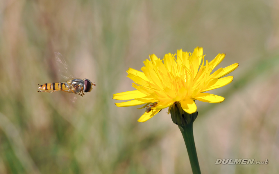 Marmalade Fly (female, Episyrphus balteatus)